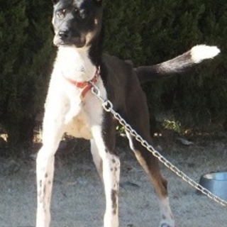 凛々しい洋犬ミックス１歳位
