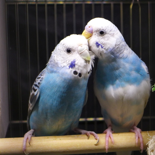 セキセイインコ（ペア）の里親を募集しています。