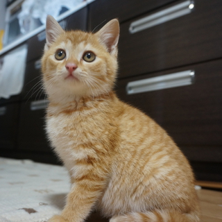 ふわっふわ！短足な茶トラ君