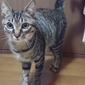 甘えん坊猫の里親募集です！