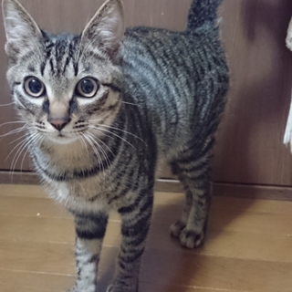 甘えん坊猫の里親募集です！