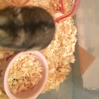 ジャンガリアンハムスター♂譲ります