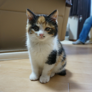 ふわっふわ！短足な三毛ちゃん