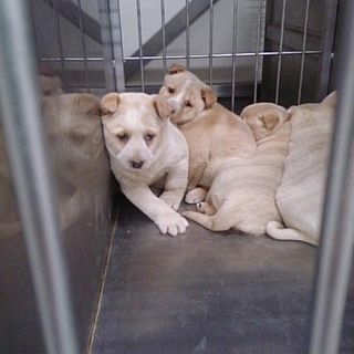 鼻ぺちゃ、お尻プルプル、ブルちゃんMIX子犬です！