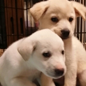 クリーム色と白色の仔犬たち。