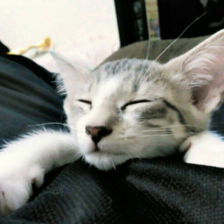 人懐こい、にゃんこです。