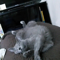 緊急募集です。