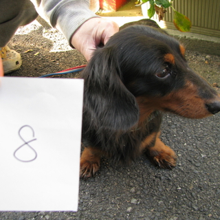 【緊急募集】器量良しの男の子