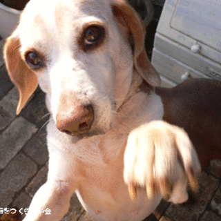 保護犬 すず。とても人懐っこいです！