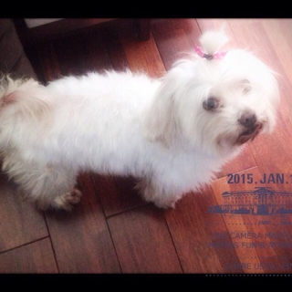 保護犬の里親募集