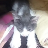 子猫達の里親さん募集中です！ サムネイル3