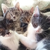子猫達の里親さん募集中です！ サムネイル6