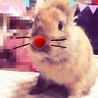 可愛いパンちゃん、里親を募集しております。 サムネイル5