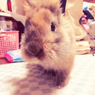 可愛いパンちゃん、里親を募集しております。