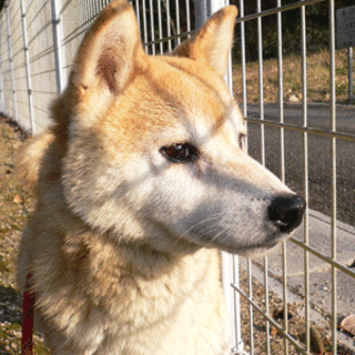 お母さん犬、シバ美　良い子です