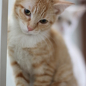 美人子猫ちゃん！検査も予防接種も完了(#^.^#)
