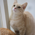 色白の美人子猫ちゃん♡検査・予防接種完了！