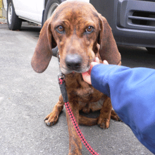 収容犬 チョコマーブル　お利口さんです！　