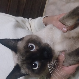 決定！！シャム柄男の子