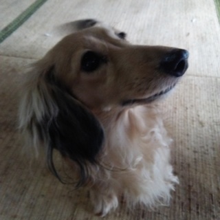 ミニチュアダックスフンド♀4歳