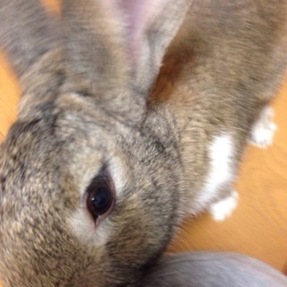 ミニウサギの男の子の里親募集です‼︎