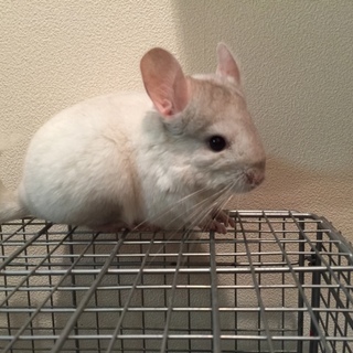 チンチラ（パイドホワイト）里親募集