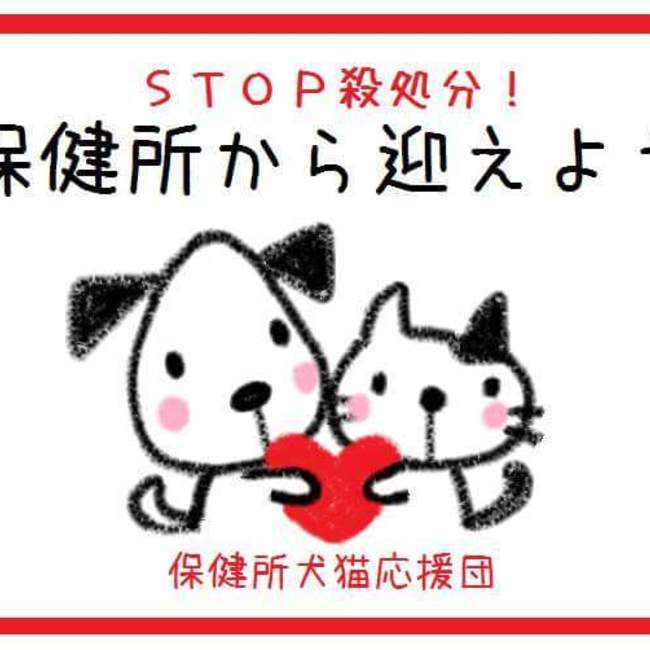 野良猫0zero0プロジェクトのカバー写真