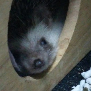 ハリネズミの里親さん募集です