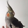 オカメインコ サムネイル3