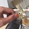 オカメインコ サムネイル4
