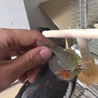 オカメインコ サムネイル5