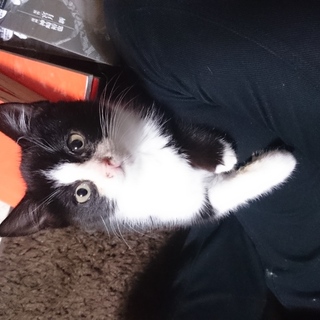 里親様決定しました。ありがとうございます。