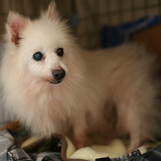 繁殖引退、今度こそ幸せになるポメのキカ♀６、８歳～