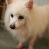 繁殖引退、今度こそ幸せになるポメのキカ♀６、８歳～ サムネイル2