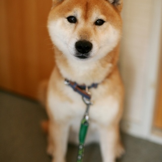 甘えん坊で元気いっぱいの柴マルコ♂２～４歳