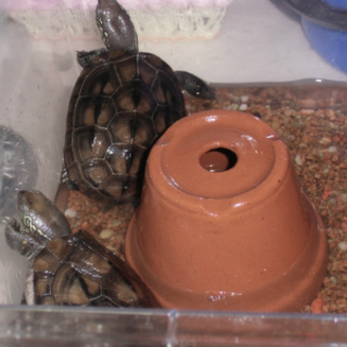 クサガメ（ゼニガメ？）2匹セットでお願いします