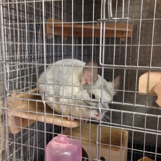 チンチラ里親決定！ありがとう