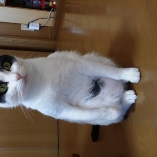 保護した白黒ブチの女の子です
