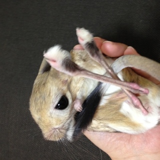 無事決定しました。沢山の応募ありがとうございました