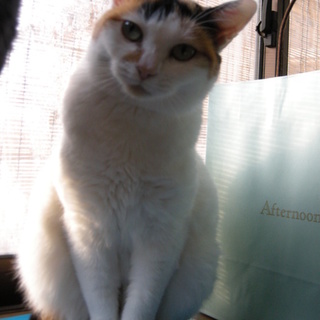 ふっくら「たまちゃん」里親募集中