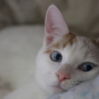 白茶兄弟✩折れしっぽ✩目がブルー✩～ダウ君～