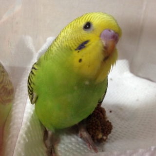 里親様決まりました。ありがとうございました。