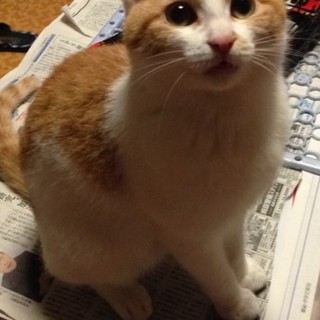 カエデです　優しいパパママ募集中(動画有り）