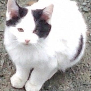 里親募集します