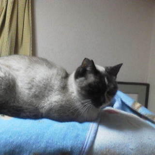 人なつこいシャム系、ユニークなお顔のようちゃん