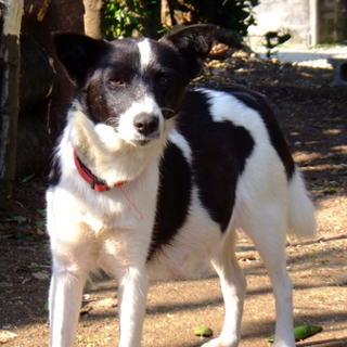 やんばるで捨て犬となっていたところを保護　里親募集