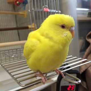 多数の応募につき一旦募集を停止させて頂きます。