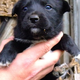 やんばるで母犬を保護　７匹のかわいい仔犬が誕生