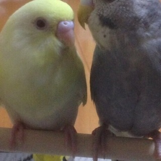 検討した結果里親様を決めさせていただきました！