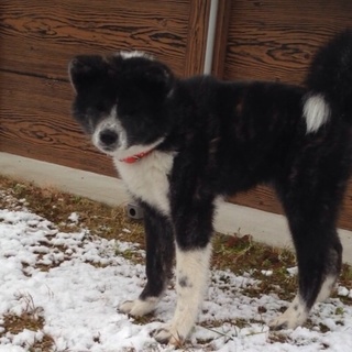 秋田犬♀ 五ヶ月 里親様募集中
